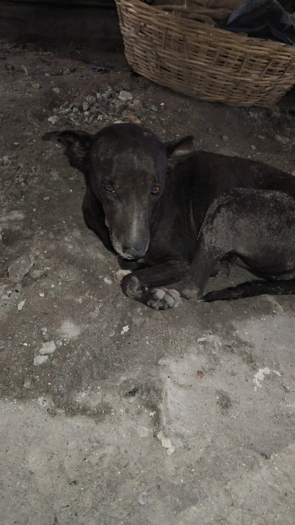 Dog