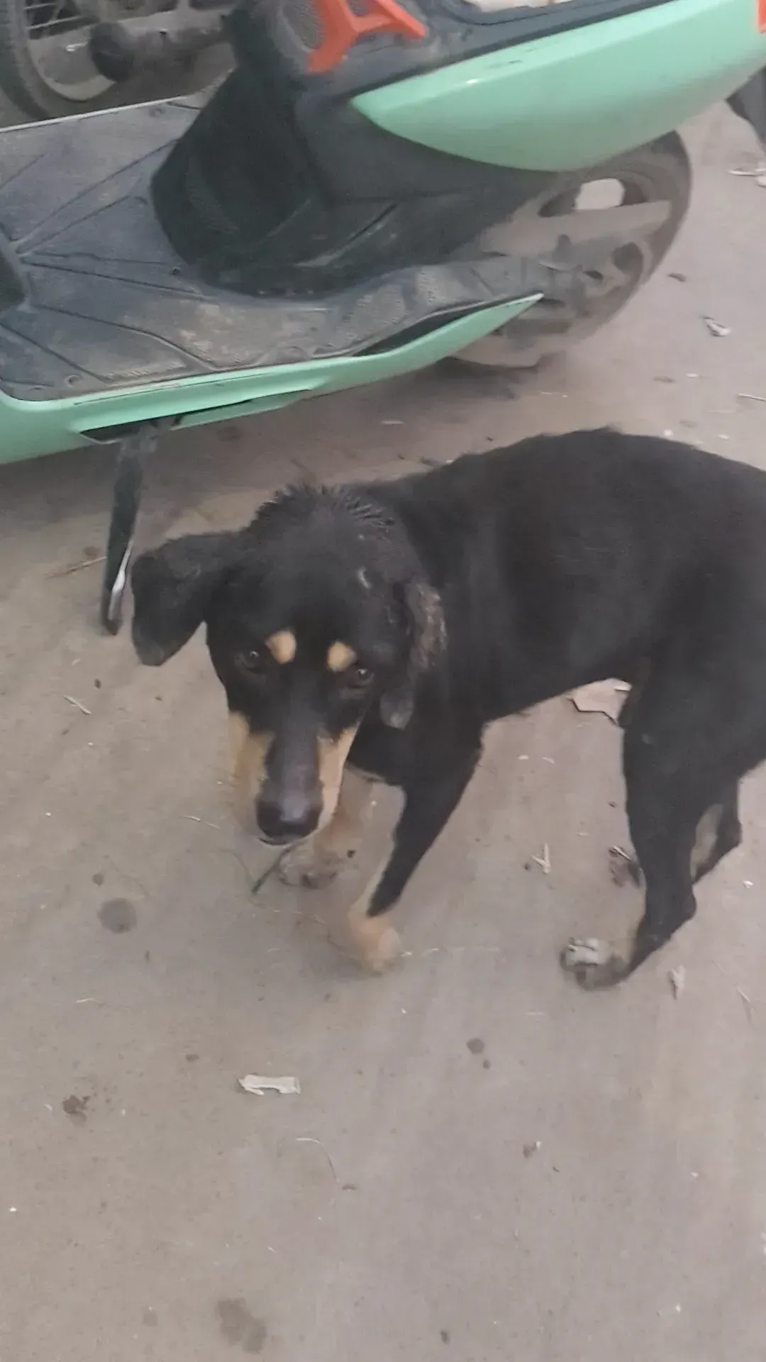 Dog