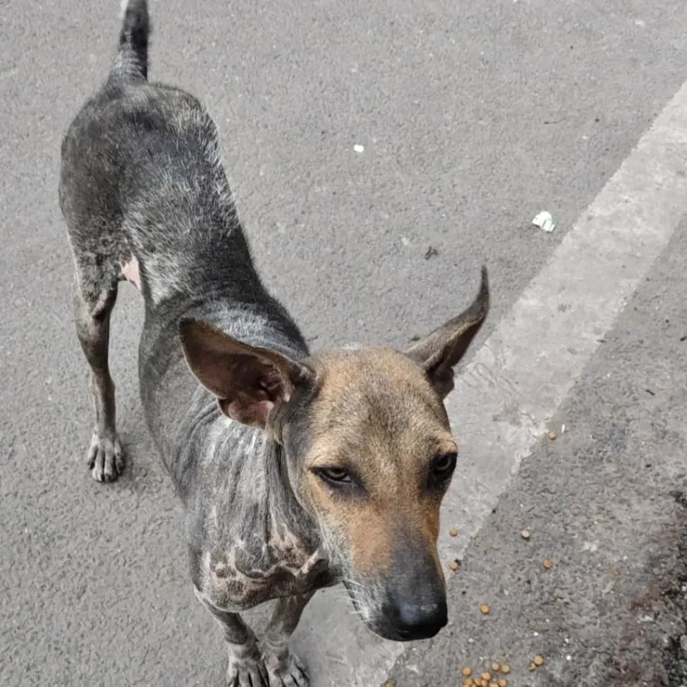 Dog