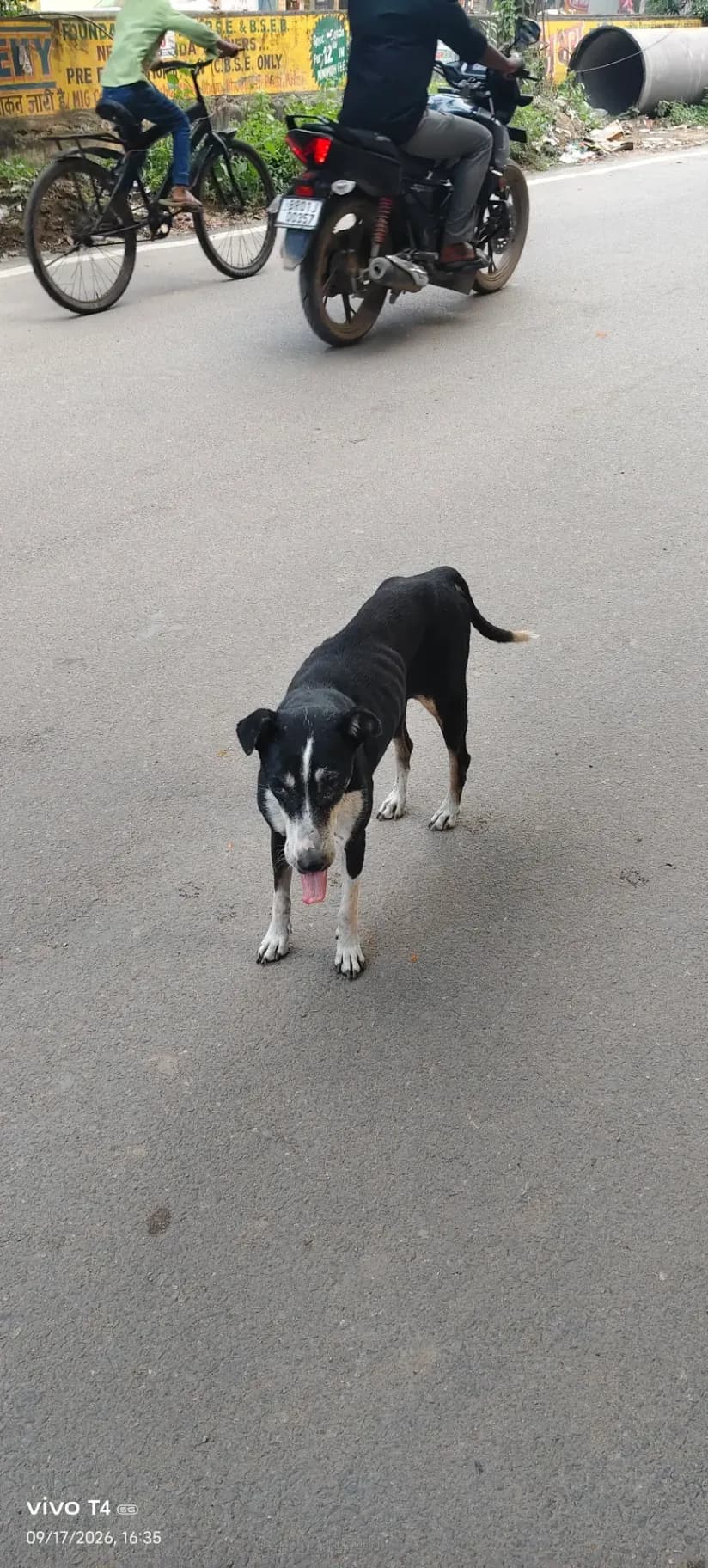 Dog