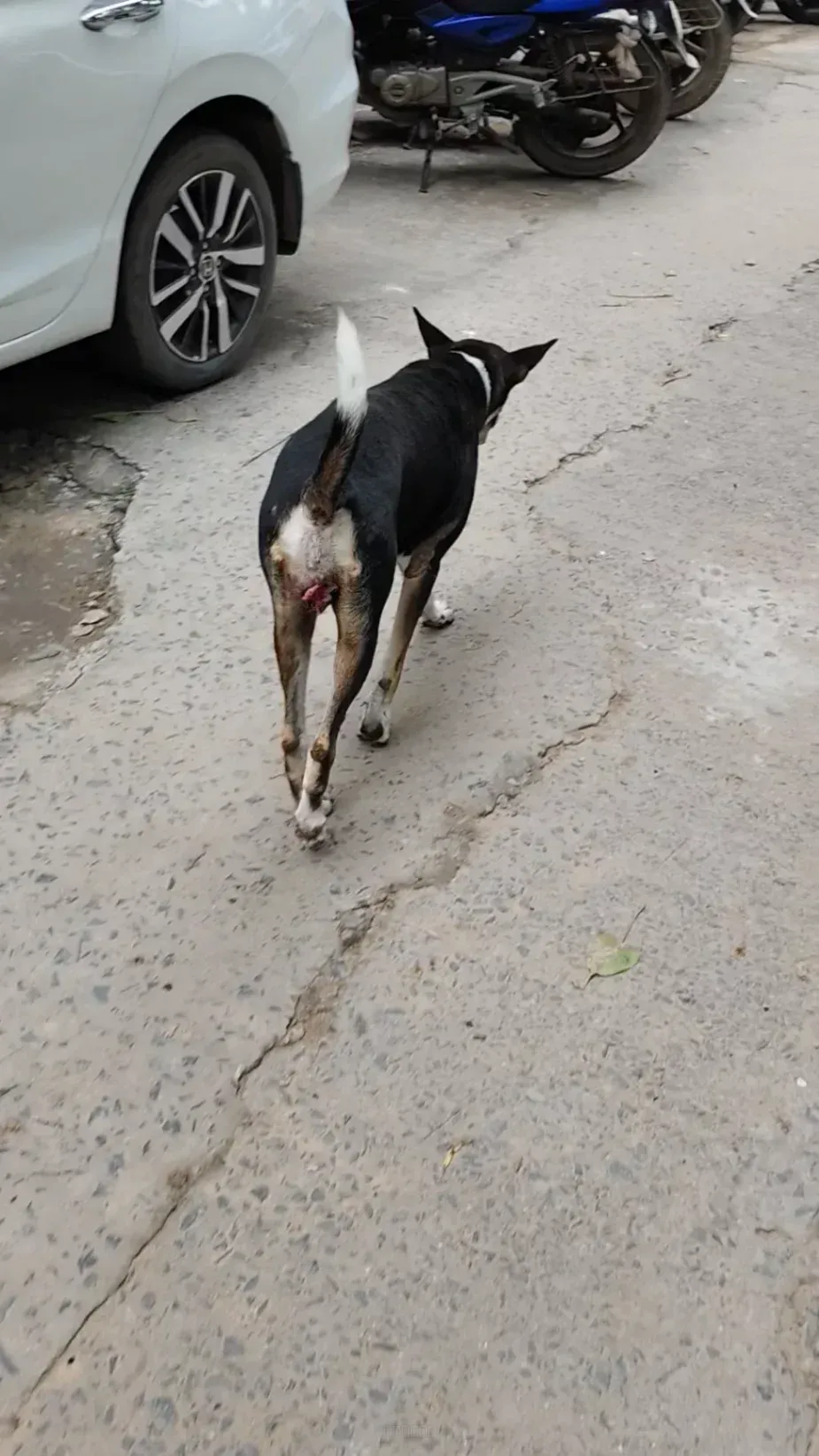 Dog
