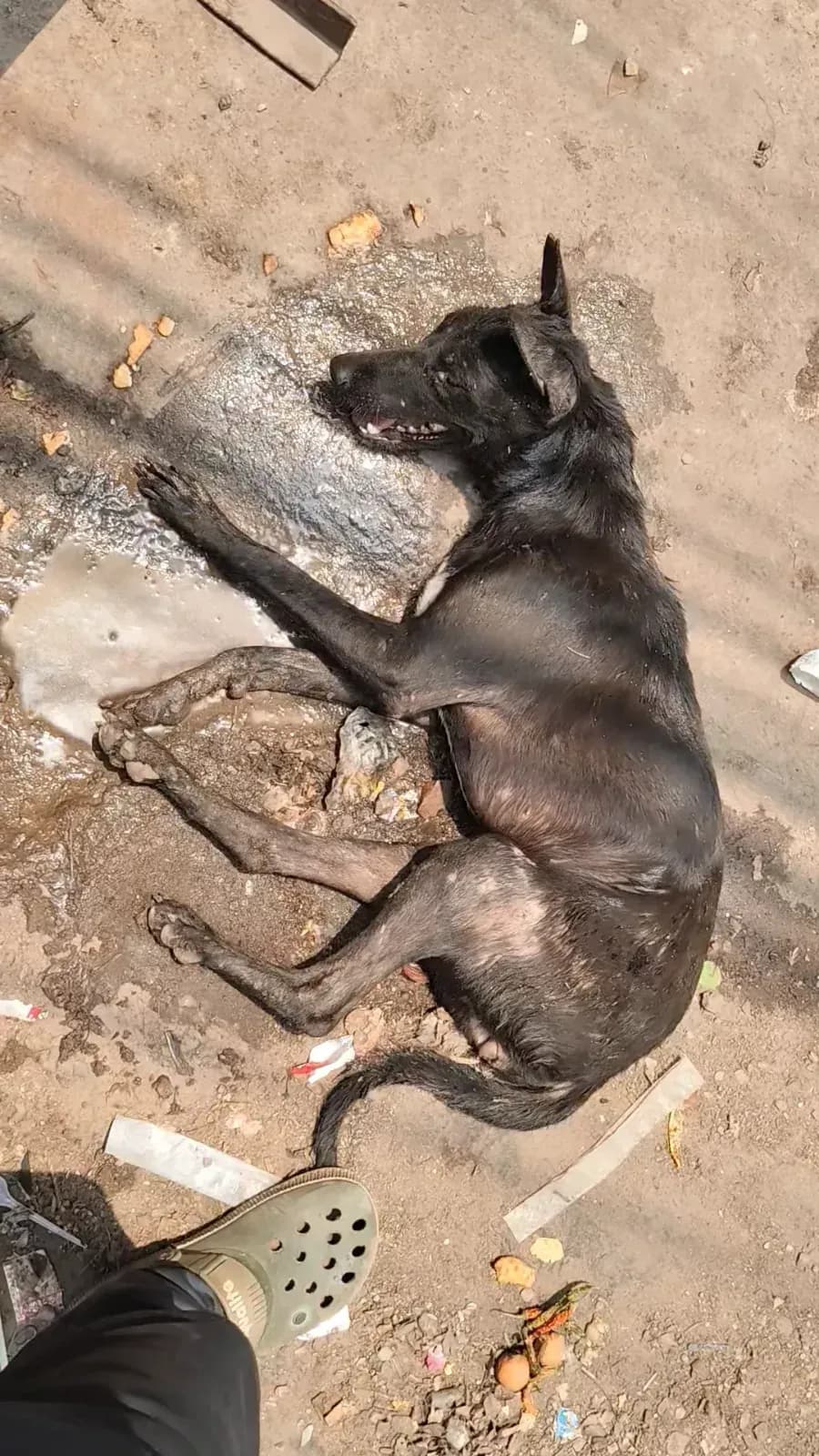 Dog