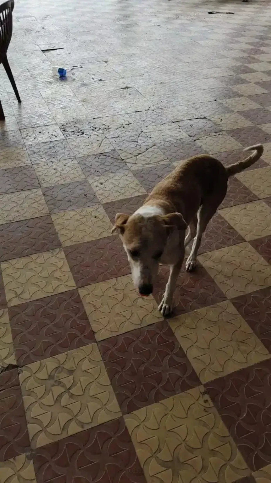 Dog