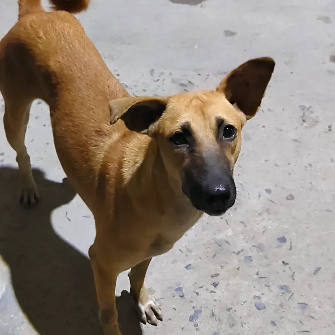 Dog