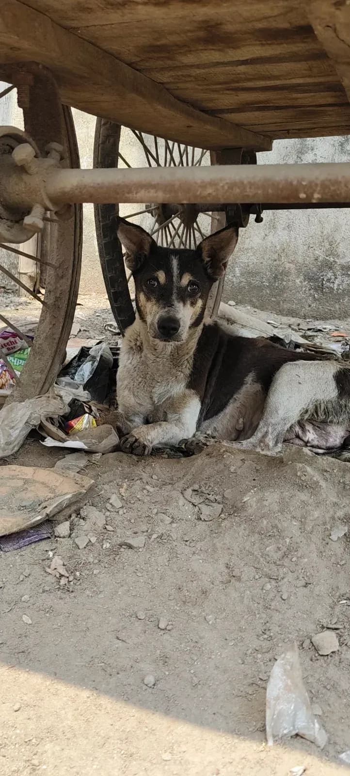 Dog